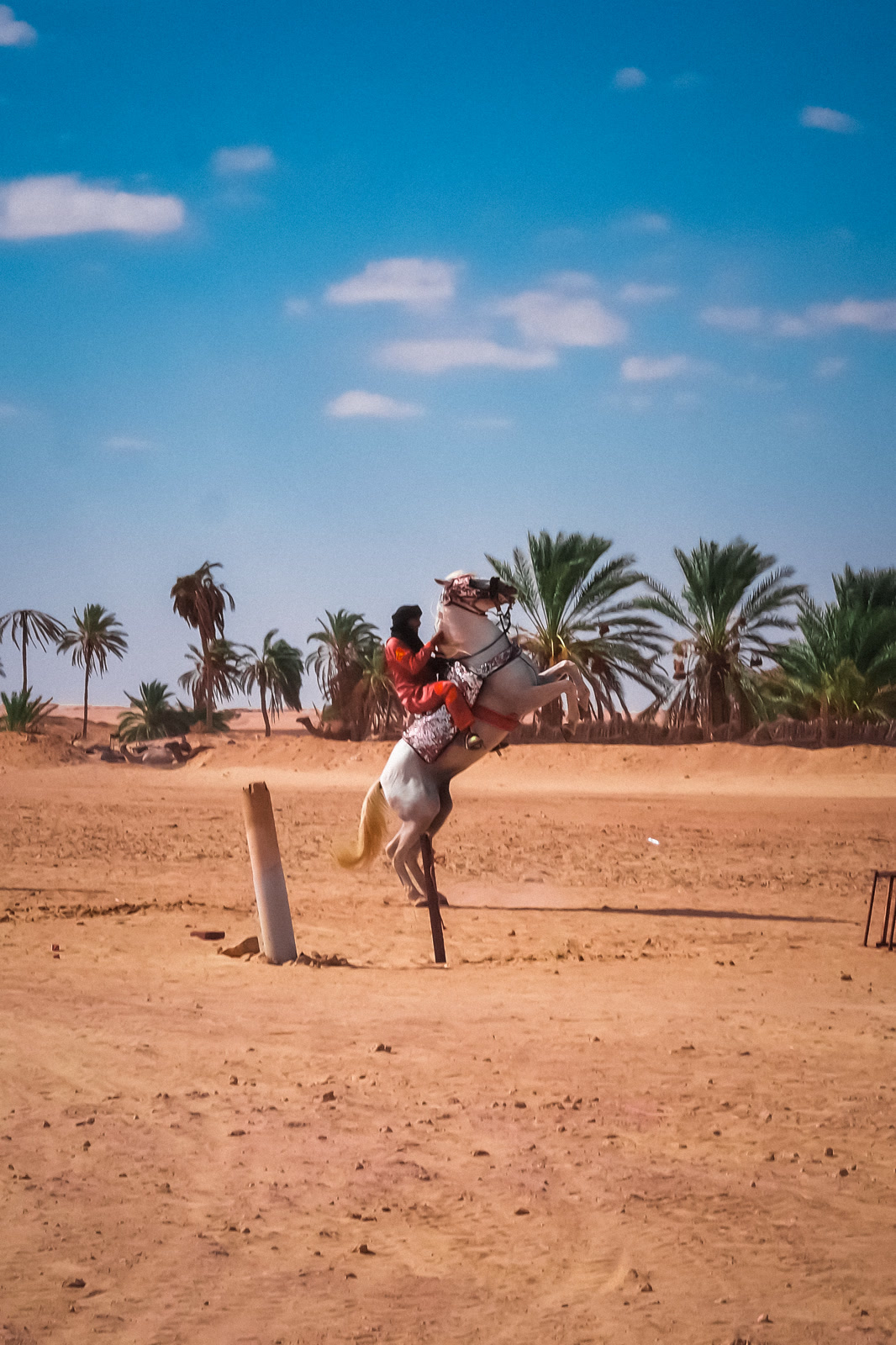 Rider on a rearing horse beside palms
