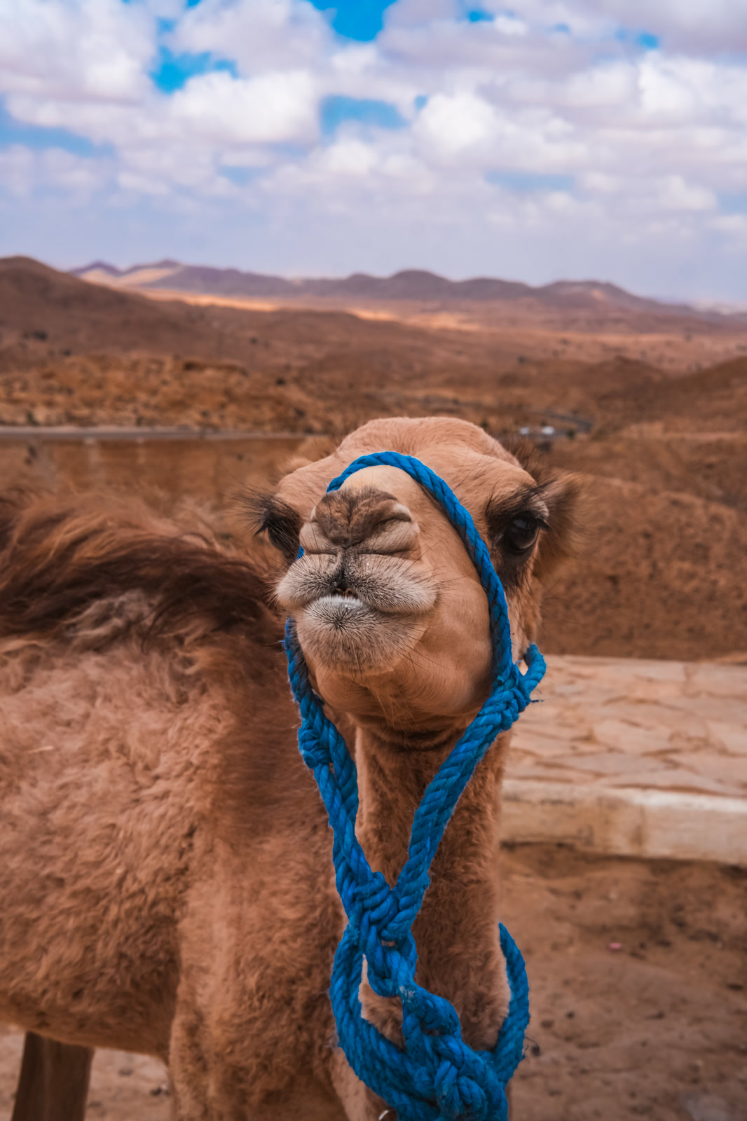Camel in a blue halter